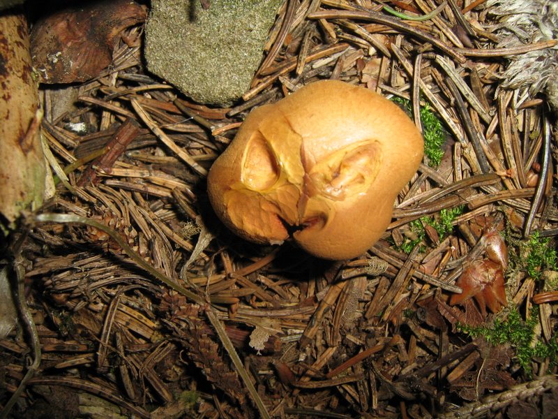 Ancora da Le Piastre (PT)